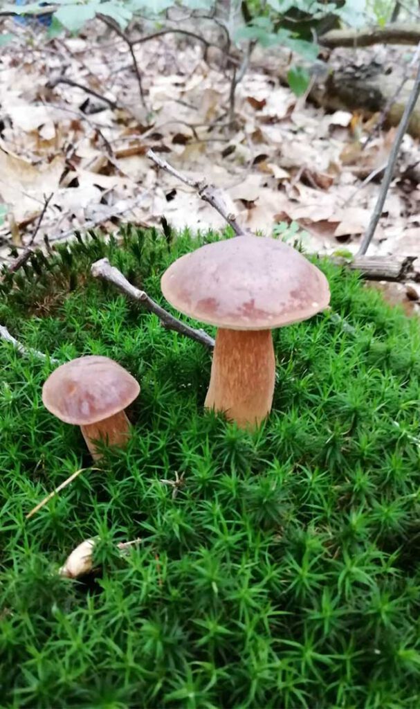 Pilze sammeln